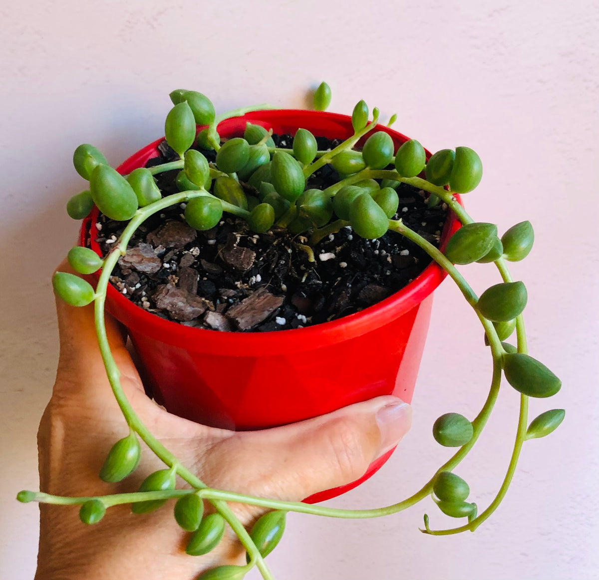 The Succulent Garden :: Senecio Herreanus