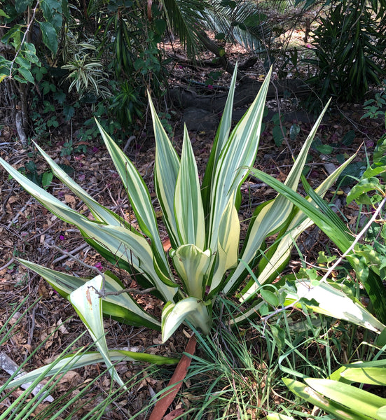 How I Started Growing Succulents and Cacti