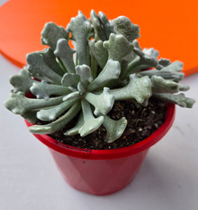 Senecio scaposus v. addoensis