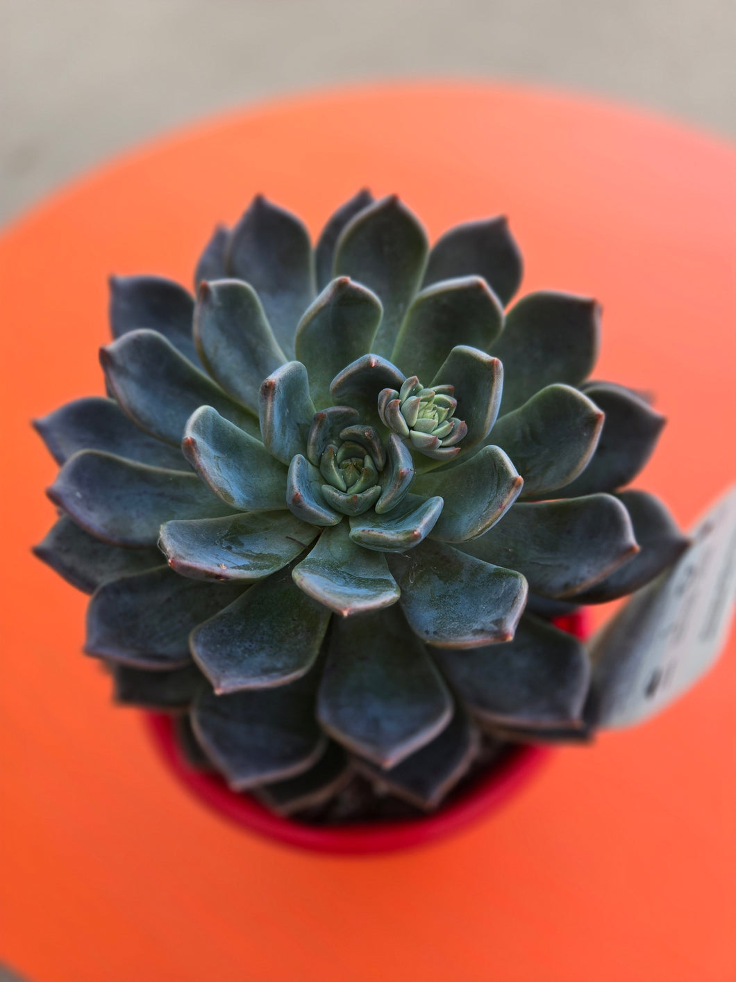 Echeveria Virgo (Calara hybrid)