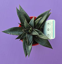 Load image into Gallery viewer, Gasteria x Aloe Arack