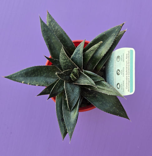 Gasteria x Aloe Arack