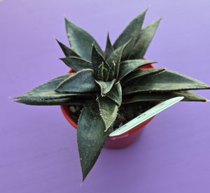 Gasteria x Aloe Arack