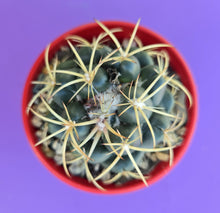 Load image into Gallery viewer, Coryphantha elephantidens &quot;Elephant Tooth Cactus&quot;