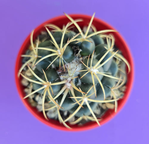 Coryphantha elephantidens 