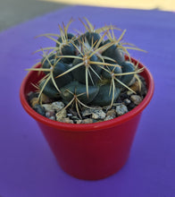 Load image into Gallery viewer, Coryphantha elephantidens &quot;Elephant Tooth Cactus&quot;