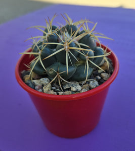 Coryphantha elephantidens "Elephant Tooth Cactus"