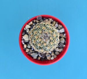 Coryphantha greenwoodii