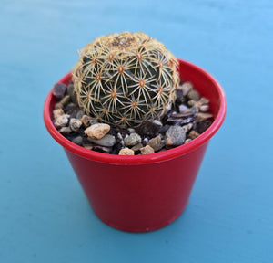 Coryphantha greenwoodii