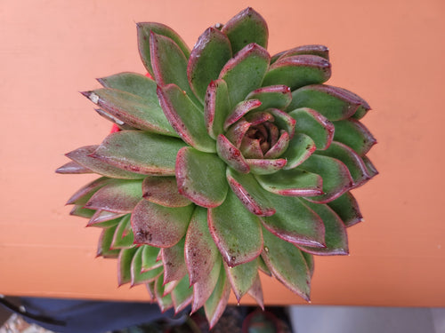 Echeveria Blood Maria