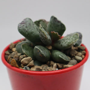 Adromischus Hemisphaericus aka "Plovers Eggs"