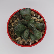 Load image into Gallery viewer, Adromischus Hemisphaericus aka &quot;Plovers Eggs&quot;