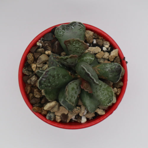 Adromischus Hemisphaericus aka 