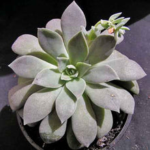 Load image into Gallery viewer, Echeveria carnicolor