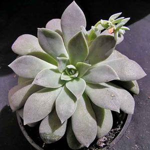 Echeveria carnicolor