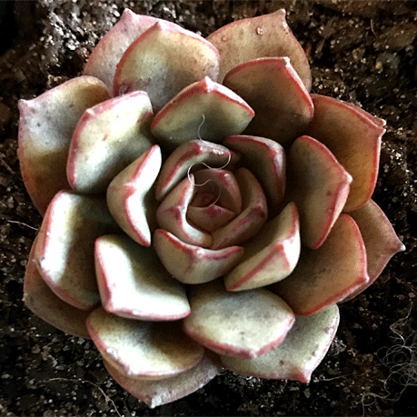 Echeveria moranii