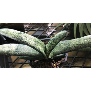 Gasteria batesiana