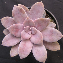 Load image into Gallery viewer, Graptopetalum pentandrum &#39;Superbum&#39;