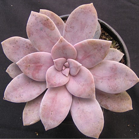 Graptopetalum pentandrum 'Superbum'