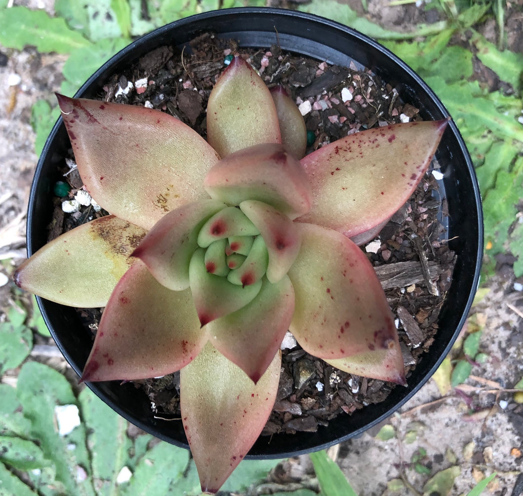 Echeveria Romeo hybrid