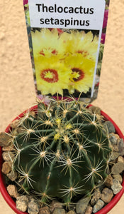 Thelocactus setaspinus Miniature barrel cactus