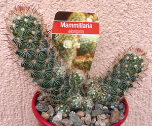 Mammillaria elongata