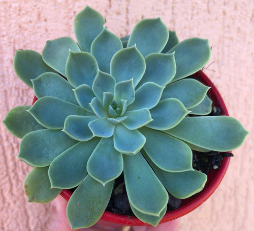 Echeveria glauca