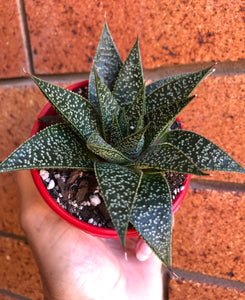 Gasteraloe Flow