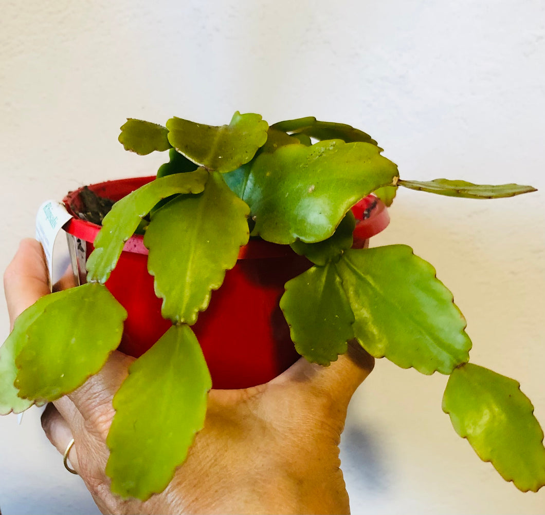 Rhipsalis goebeliana Mistletoe cactus