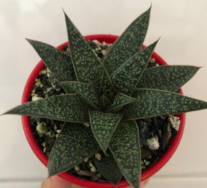 Gasteraloe Flow