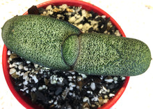 Load image into Gallery viewer, Gasteria batesiana