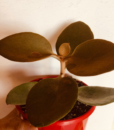 Kalanchoe orygalis Copper Spoons