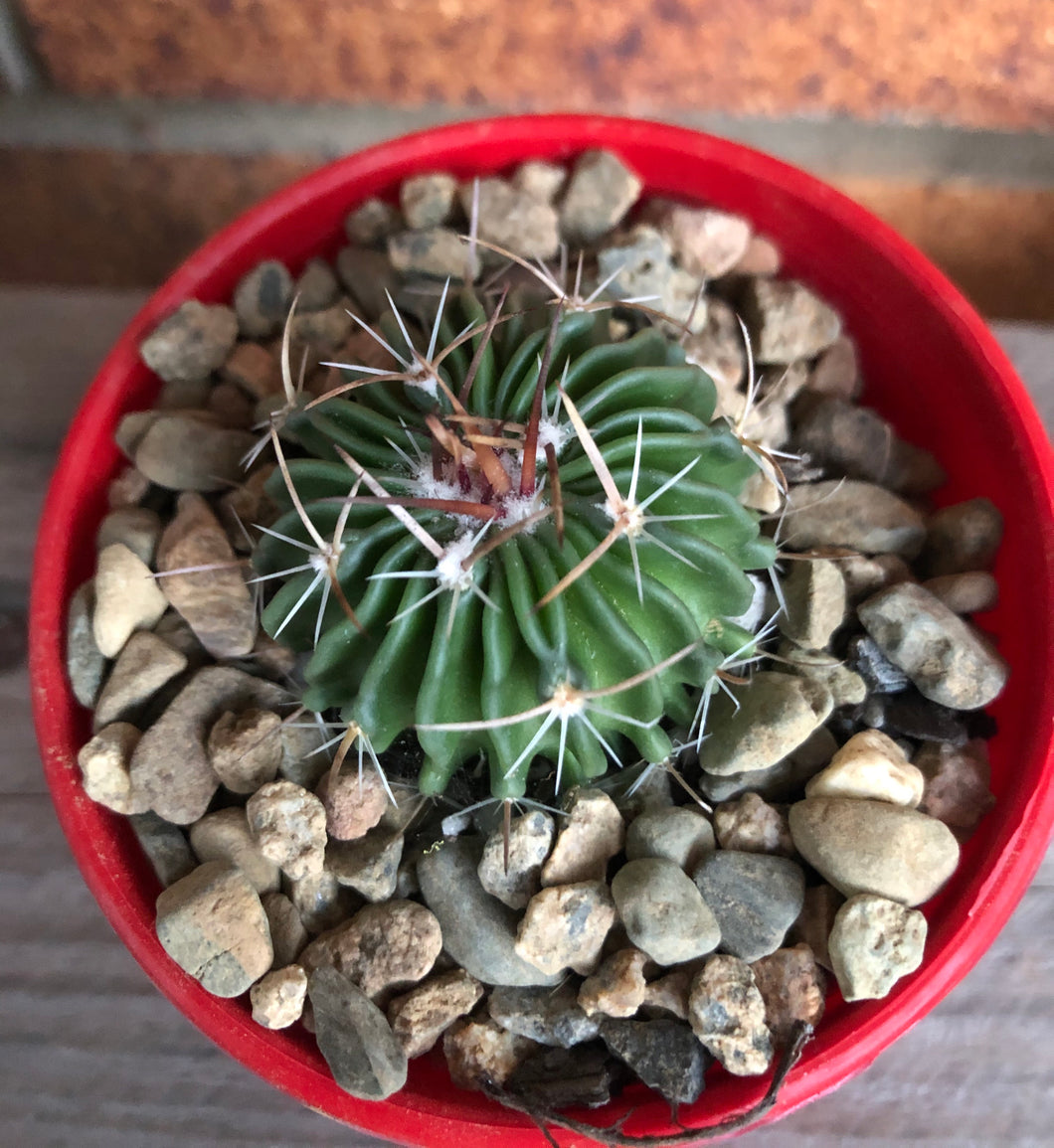 Stenocactus