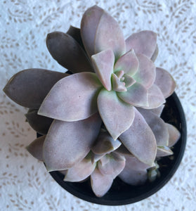 Graptopetalum pentandrum 'Superbum'