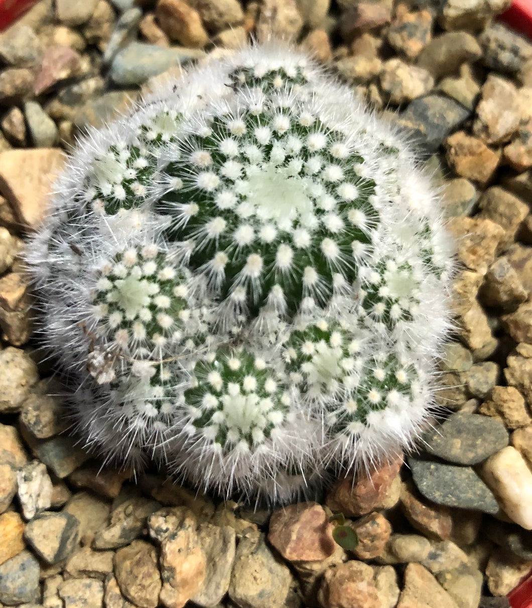 Parodia scopa caespitosa