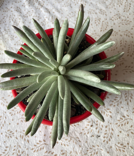 Senecio scaposus