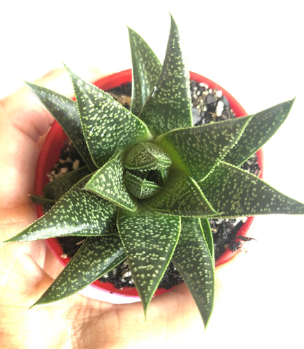 Gasteraloe Flow