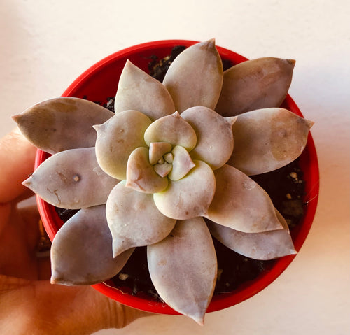 Graptopetalum pentandrum 'Superbum'