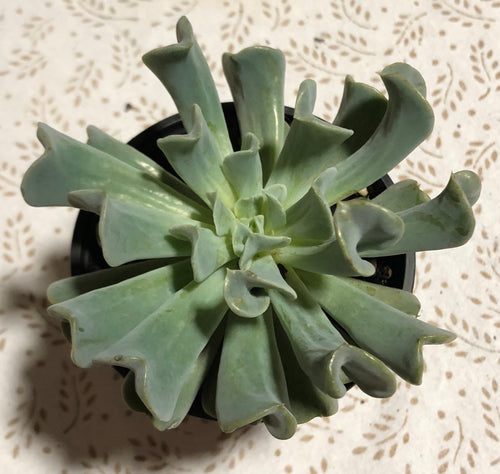 Echeveria 'Swan Lake'