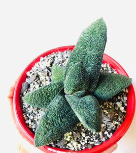 Gasteria batesiana