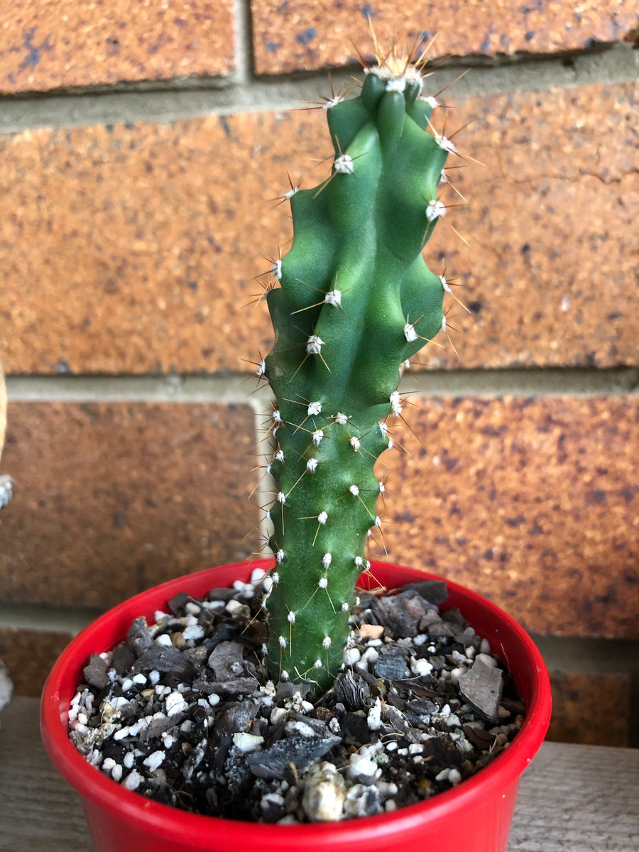 Cereus Monstrose – The Succulent Garden