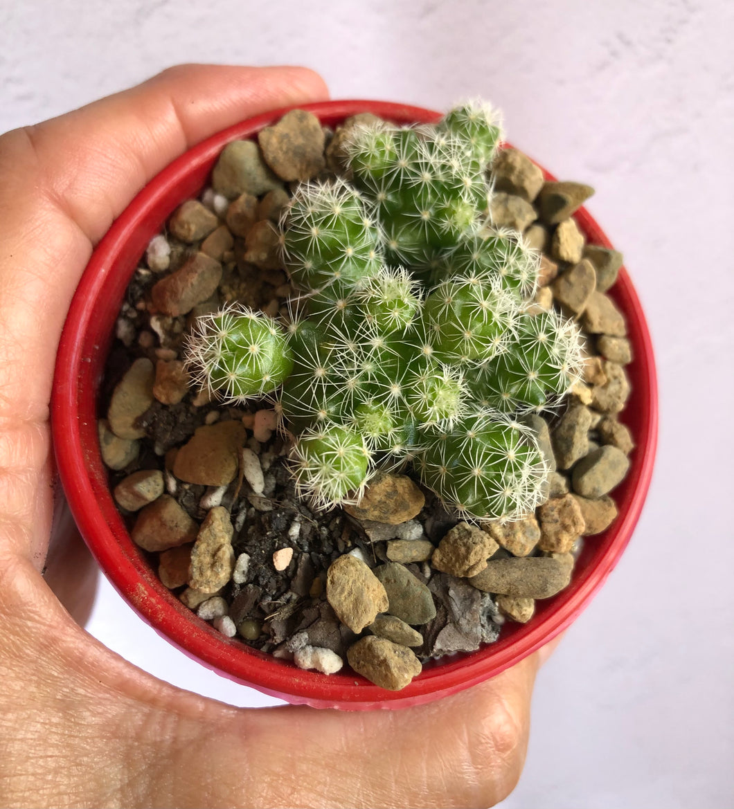 Mammillaria Gracilis