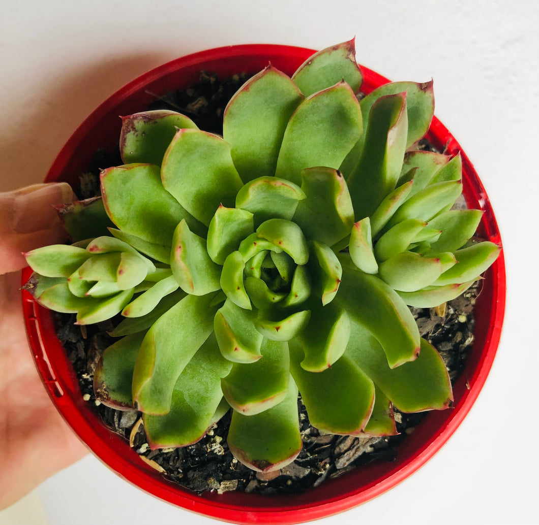 Echeveria Polgara